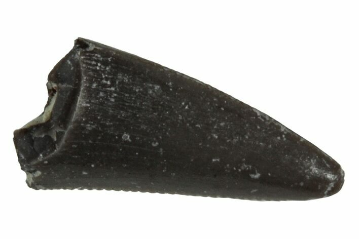 Serrated, Triassic Reptile (Postosuchus?) Tooth - Arizona #231219